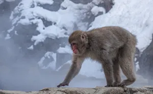 Hot Spring Prints: Snow monkey, Honshu, Japan, Asia