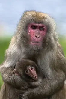 Primates Prints: Snow monkey, Japanese macaque (Macaca fuscata) with baby