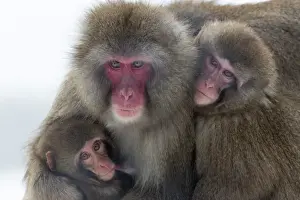 Cuddling Prints: Snow monkey (Macaca fuscata) group with baby cuddling together in the cold