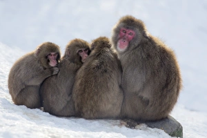 Cuddling Prints: Snow monkeys (Macaca fuscata) huddling together for warmth, Japanese macaque, captive
