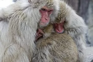 Images Dated 27th March 2009: Snow monkeys in Nagano, Japan, Asia