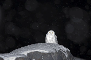 Churchill Prints: Snow owl, Nyctea scandiaca, Churchill, Manitoba, Canada, North America