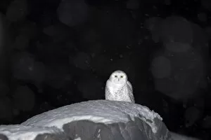 Snow owl, Nyctea scandiaca, Churchill, Manitoba, Canada, North America