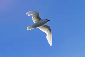 Feathers Prints: Snow petrel flies over icebergs in the Southern Ocean near Antarctica on a clear day in the Antarctic Peninsula