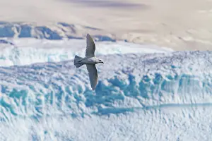 Antarctic Prints: Snow petrel flying over icebergs in Antarctica near the Antarctic Peninsula