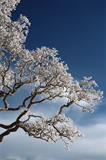 Northumbria Prints: Snow on tree, Wallcrags, Northumbria, England, United Kingdom, Europe