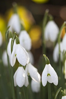 Amaryllidaceae Prints: Snowdrops, Cotswolds, Gloucestershire, England, United Kingdom, Europe