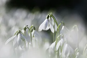 Atmosphere Prints: Snowdrops (Galanthus nivalis) Norfolk, England, United Kingdom, Europe