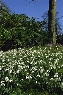 Nottinghamshire Prints: Snowdrops, Hodsock Priory Gardens, near Worksop, Nottinghamshire, England