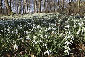 Amaryllidaceae Prints: Snowdrops in woodland, near Stow-on-the-Wold, Cotswolds, Gloucestershire, England