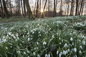 Amaryllidaceae Prints: Snowdrops in woodland at sunset, near Stow-on-the-Wold, Cotswolds, Gloucestershire