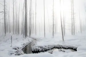 Bare Tree Prints: Snowscape with stream and trees in the fog, Yellowstone National Park