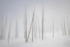 Bare Tree Prints: Snowscape trees in the fog, Yellowstone National Park, UNESCO World Heritage Site