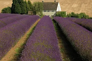 Lavender Prints: Snowshill Lavender Farm, Gloucestershire, The Cotswolds, England, United Kingdom, Europe