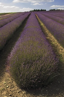 Snowshill Lavender Farm, Gloucestershire, The Cotswolds, England, United Kingdom, Europe