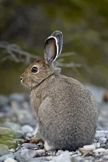 Images Dated 1st April 2009: Snowshoe hare (Lepus americanus), Banff National Park, Alberta, Canada, North America
