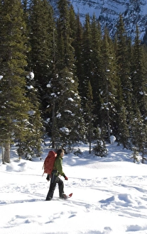 Snow Shoeing Prints: Snowshoeing near Lake Louise, Alberta, Canada, North America