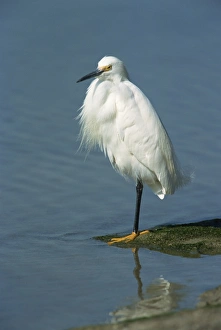 Snowy egret