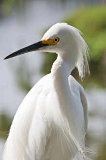 Everglades Prints: Snowy egret (Egretta thula), Everglades, Florida, United States of America, North America