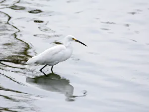 Graceful Prints: A snowy egret (Egretta thula), fishing in the shallows