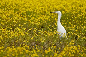 Egretta Thula Prints: Snowy egret (Egretta thula) among goldfields (Lasthenia chrysostoma)