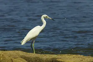 Guanacaste Province Prints: Snowy Egret (Egretta thula) by the Nosara River mouth near the Biological Reserve