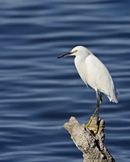 Snowy egret (Egretta thula), Sonny Bono Salton Sea National Wildlife Refuge