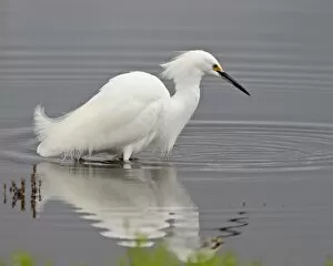 Images Dated 8th March 2010: Snowy egret (Egretta thula) wading, San Jacinto Wildlife Area, California