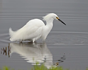 Snowy egret (Egretta thula) wading, San Jacinto Wildlife Area, California