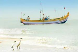 Kerala Prints: Snowy egrets, a common white heron, with fishing boat at Marari Beach, Mararikulam