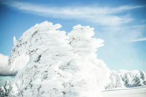 Romania Prints: Snowy fir trees create a winter scene in the mountains with clear skies above and bright sunlight in Romania