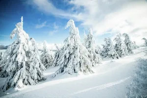 Romania Prints: Snowy fir trees stand tall in winter landscape with blue sky and clouds in Romania during the cold months