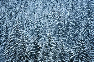 Snowy forest winter landscape, Avoriaz, Port du Soleil, Auvergne Rhone Alpes, Alps