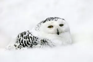 One Bird Collection: Snowy Owl