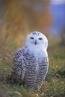 Alaska Prints: Snowy owl, Alaska
