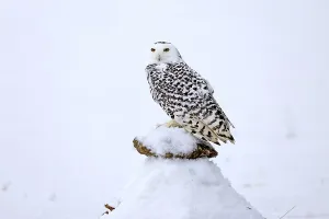 Raptor Prints: Snowy owl (Nyctea scandiaca), snowy owl