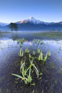 Natural Disaster Prints: The snowy peak of Mount Legnone reflected in the flooded land at dawn, Pian di Spagna