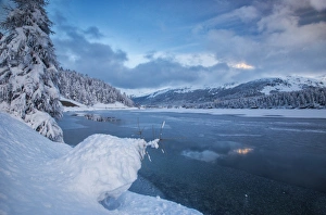 Canton Of Grisons Prints: Snowy trees on the shore of the frozen Lake Sils