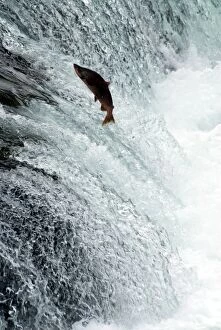 Images Dated 8th August 2010: Sockeye salmon attempting to jump the falls, Brooks Camp, Katmai National Park