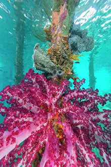 Soft coral from the Genus Scleronephthya in the shallow waters off Arborek Reef, Raja Ampat, Indonesia, Southeast Asia, Asia