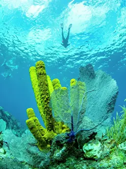 Azure Prints: Soft corals and sponges underwater on Long Caye in the Mesoamerican Barrier Reef, Belize