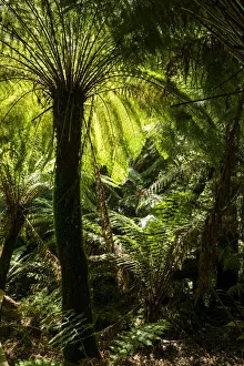 Fern Prints: Soft tree-fern (Dicksonia antarctica), Great Otway National Park, Victoria, Australia