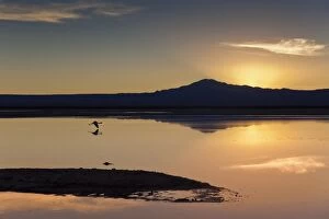 A solitary flamingo flying above the still waters of a lagoon with a volcano of the Andes in the background, Chile