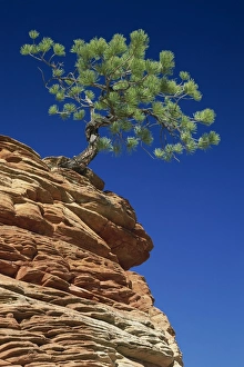 One Tree Prints: Solitary ponderosa pine on top of a sandstone outcrop