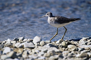 Solitary sandpiper (Tringa solitaria)