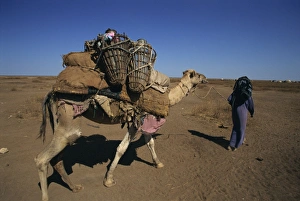 Ethiopia Prints: Somali camel nomads collecting water, Ethiopia, Africa