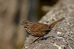 Sparrow Prints: Song sparrow (Melospiza melodiai), Sidney Spit, British Columbia, Canada, North America