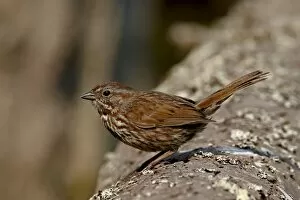 Song sparrow (Melospiza melodiai), Sidney Spit, British Columbia, Canada, North America