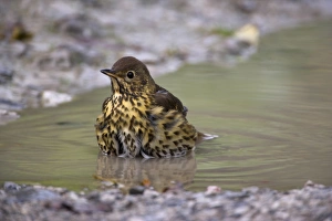 One Bird Only Prints: Song thrush, Turdus philomelos, bathing in puddle, United Kingdom, Europe
