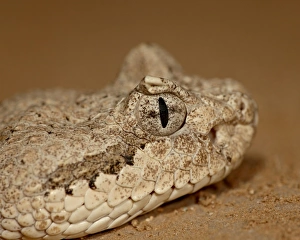 Images Dated 24th November 2009: Sonoran Desert Sidewinder (Sonoran Sidewinder) (Crotalus cerastes cercobombus) in captivity